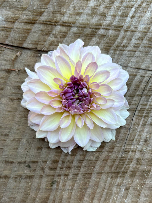 Aloa Kristina Vogel 🇩🇪