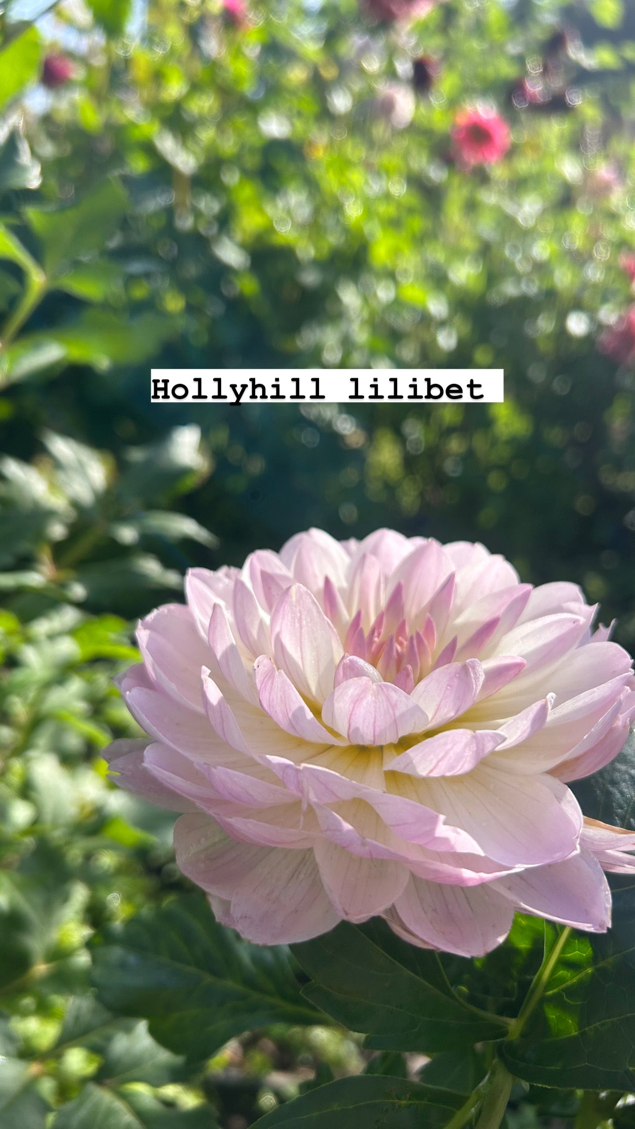 Hollyhill lilibet