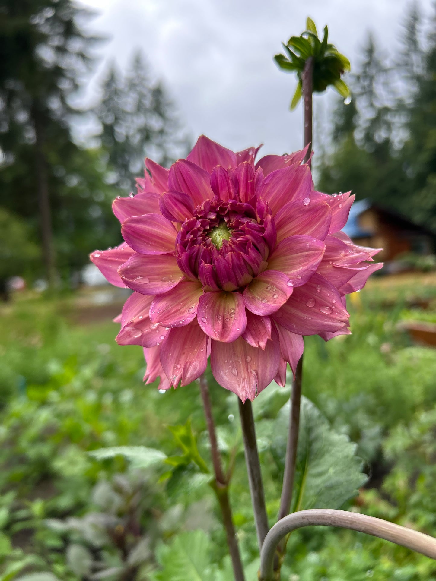 Fall Shipped Rooted Dahlia Cutting- La Belle Epoque