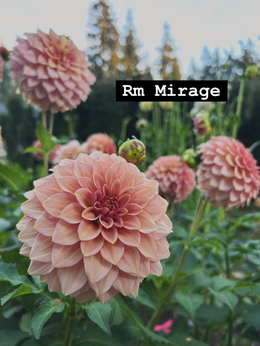 Rm Mirage