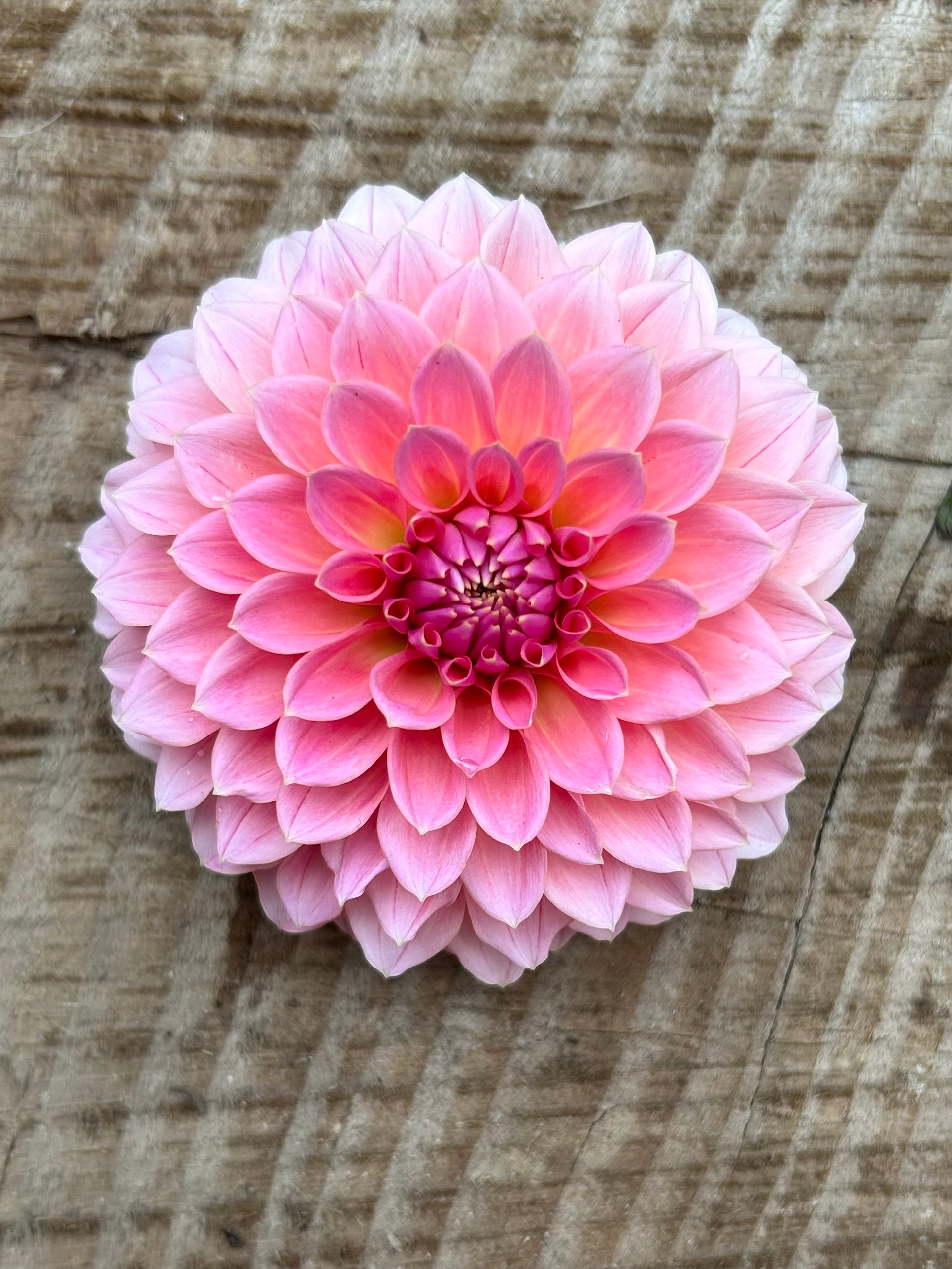 Hilliar Roses Hilliar Tanunda – Pipers Petals- Dahlias & Cut Flowers